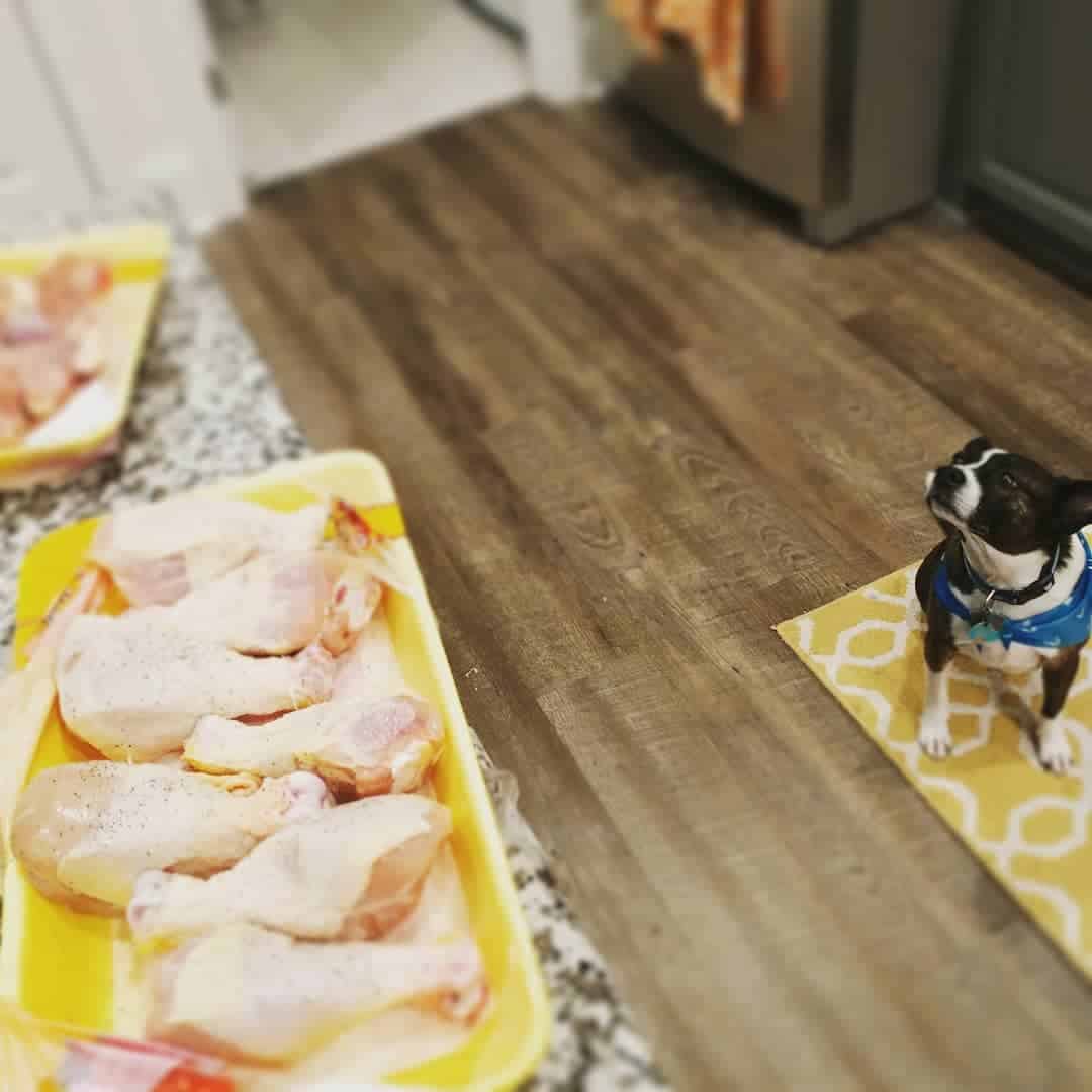 perro mirando pollo en el mostrador