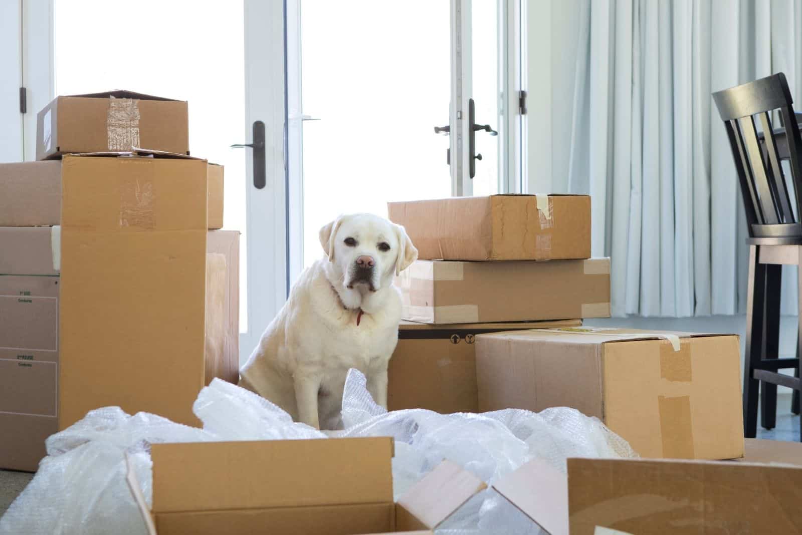 perro luciendo confundido con las cajas para el día de mudanza
