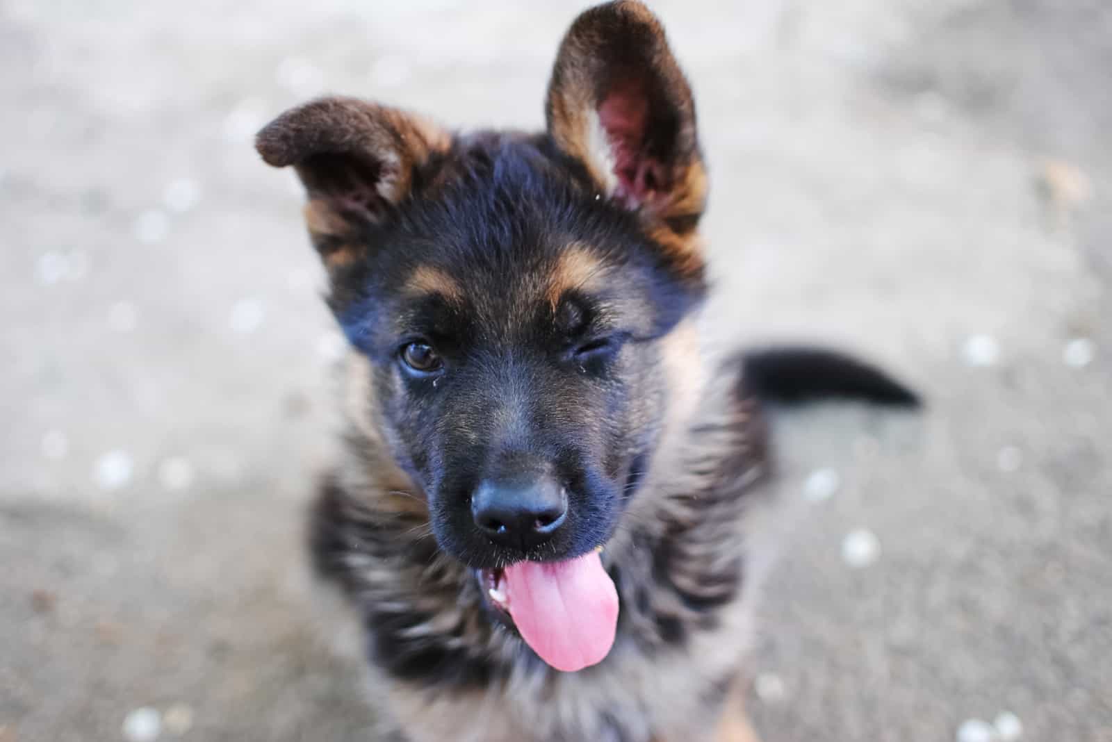 perro mirando hacia arriba guiñando un ojo