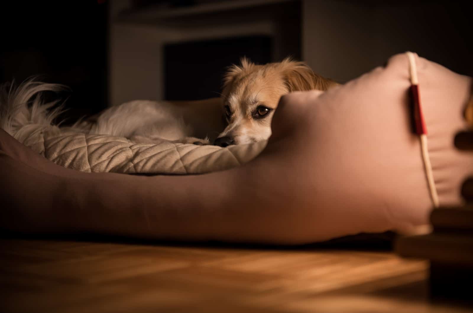 perro acostado en la cama por la noche