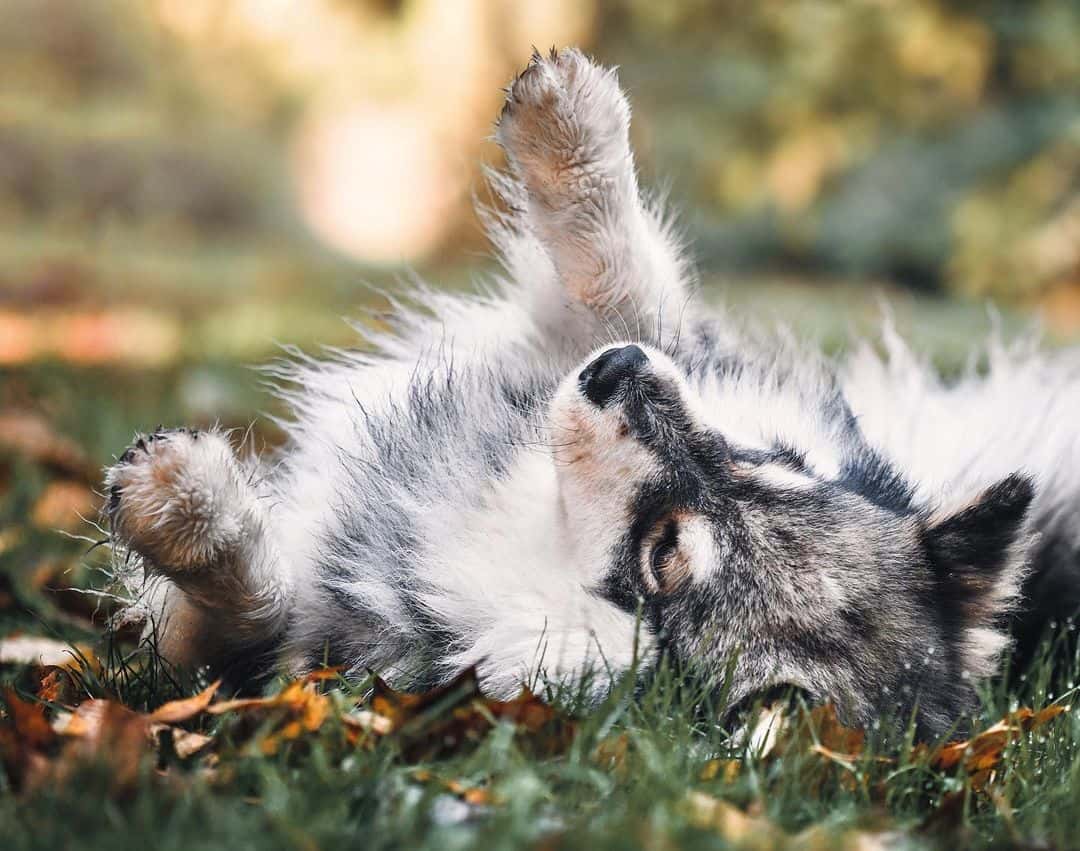 perro acostado en la hierba
