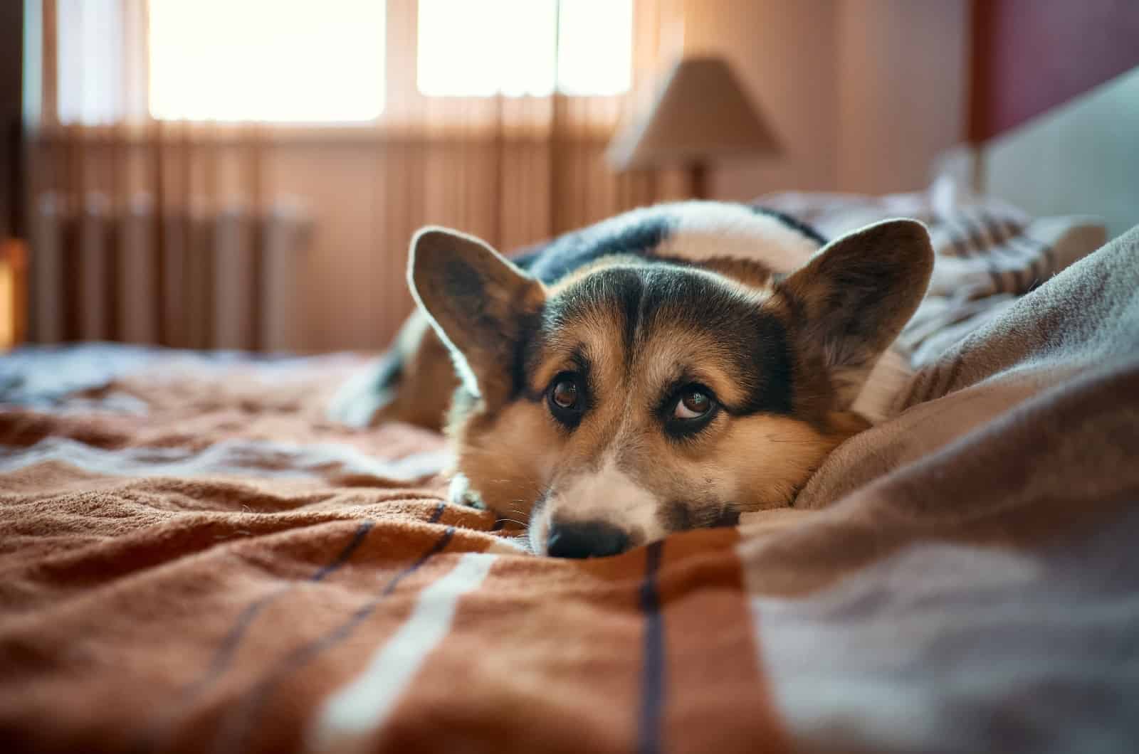 perro acostado en la cama