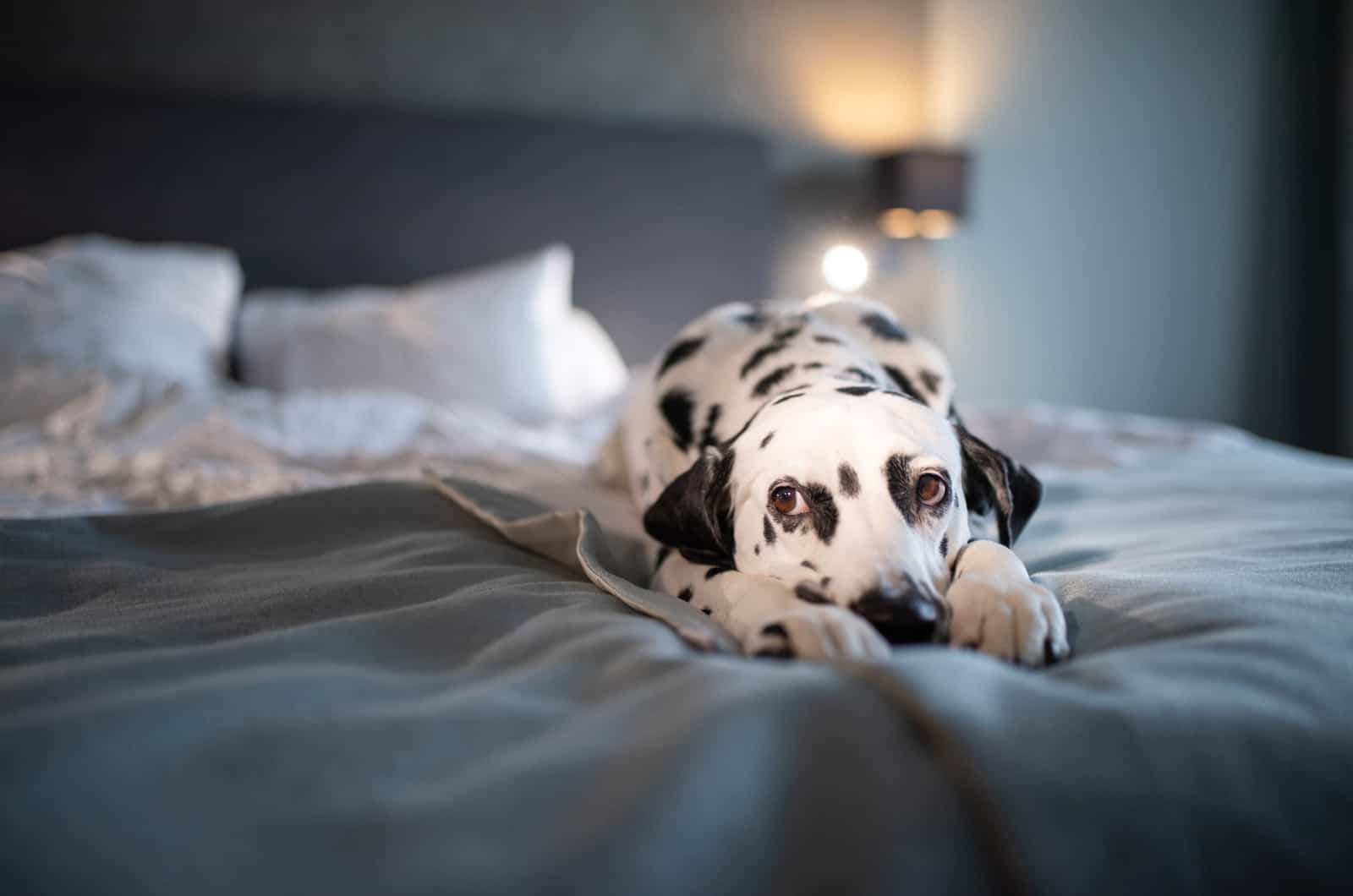 perro acostado en la cama mirando a la cámara