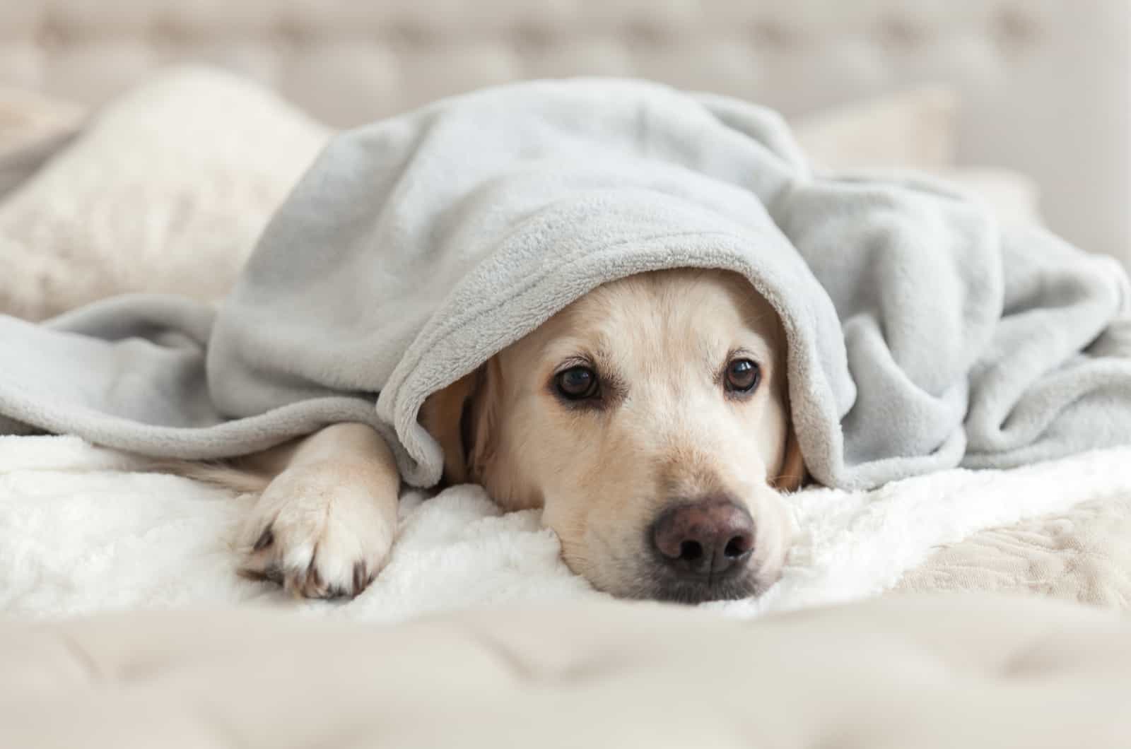 perro acostado en cama debajo de manta