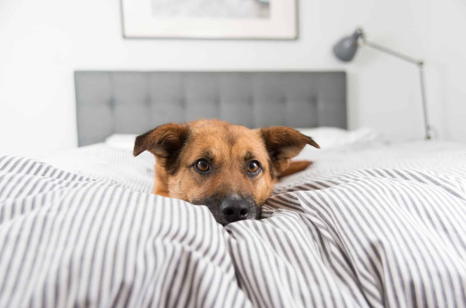 perro acostado en cama con cobertores