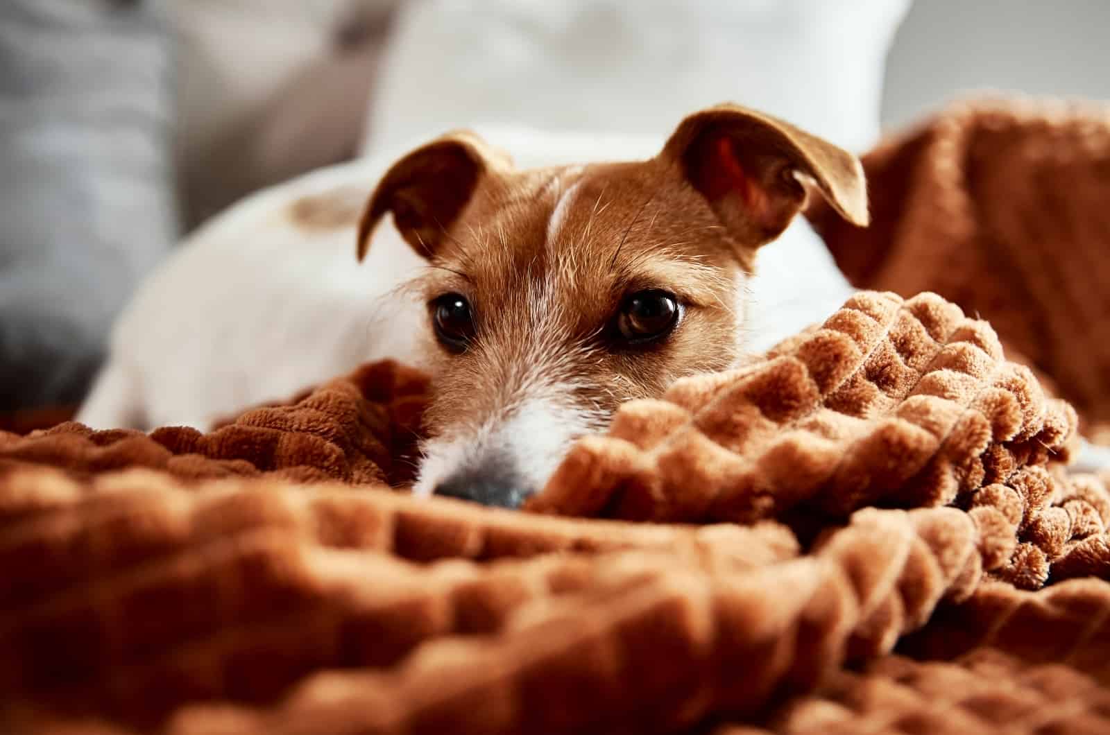 perro acostado en la cama con manta naranja