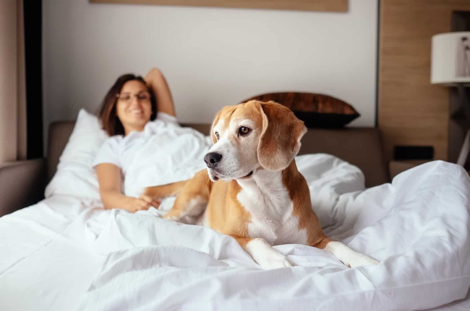 perro acostado en cama con su dueño
