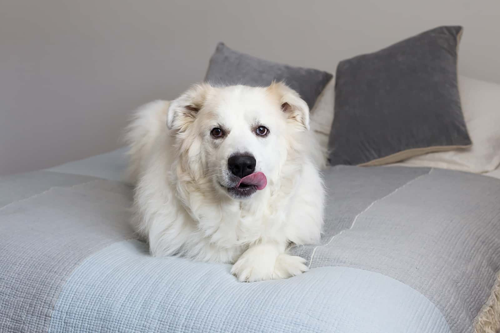 perro acostado en la cama y lamiéndose los labios