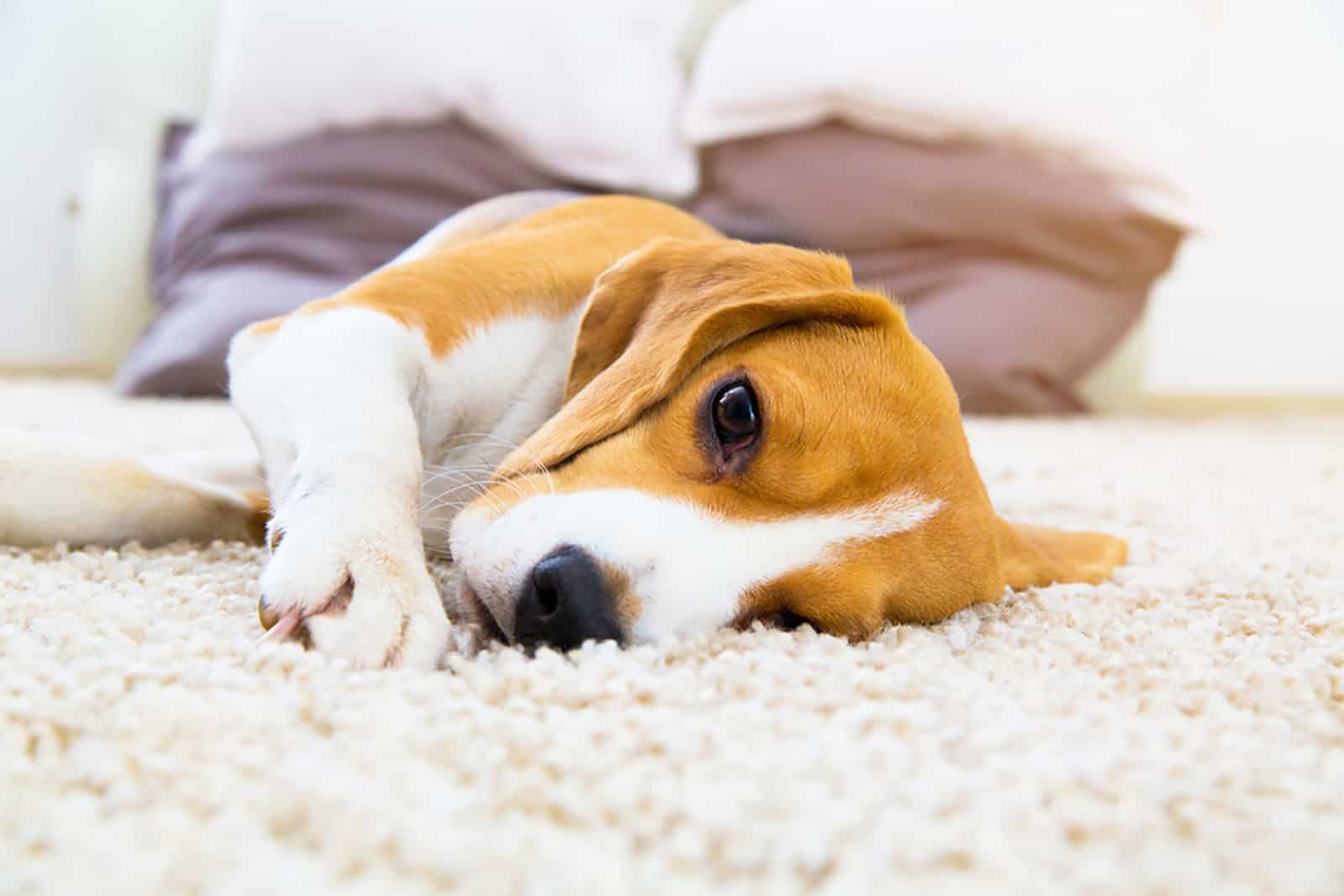 perro acostado en la alfombra y luciendo triste