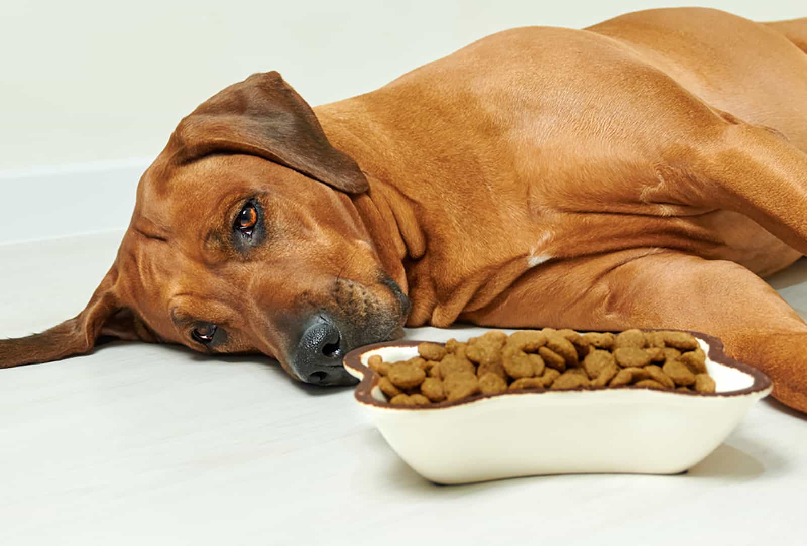 perro tirado en el suelo y negándose a comer