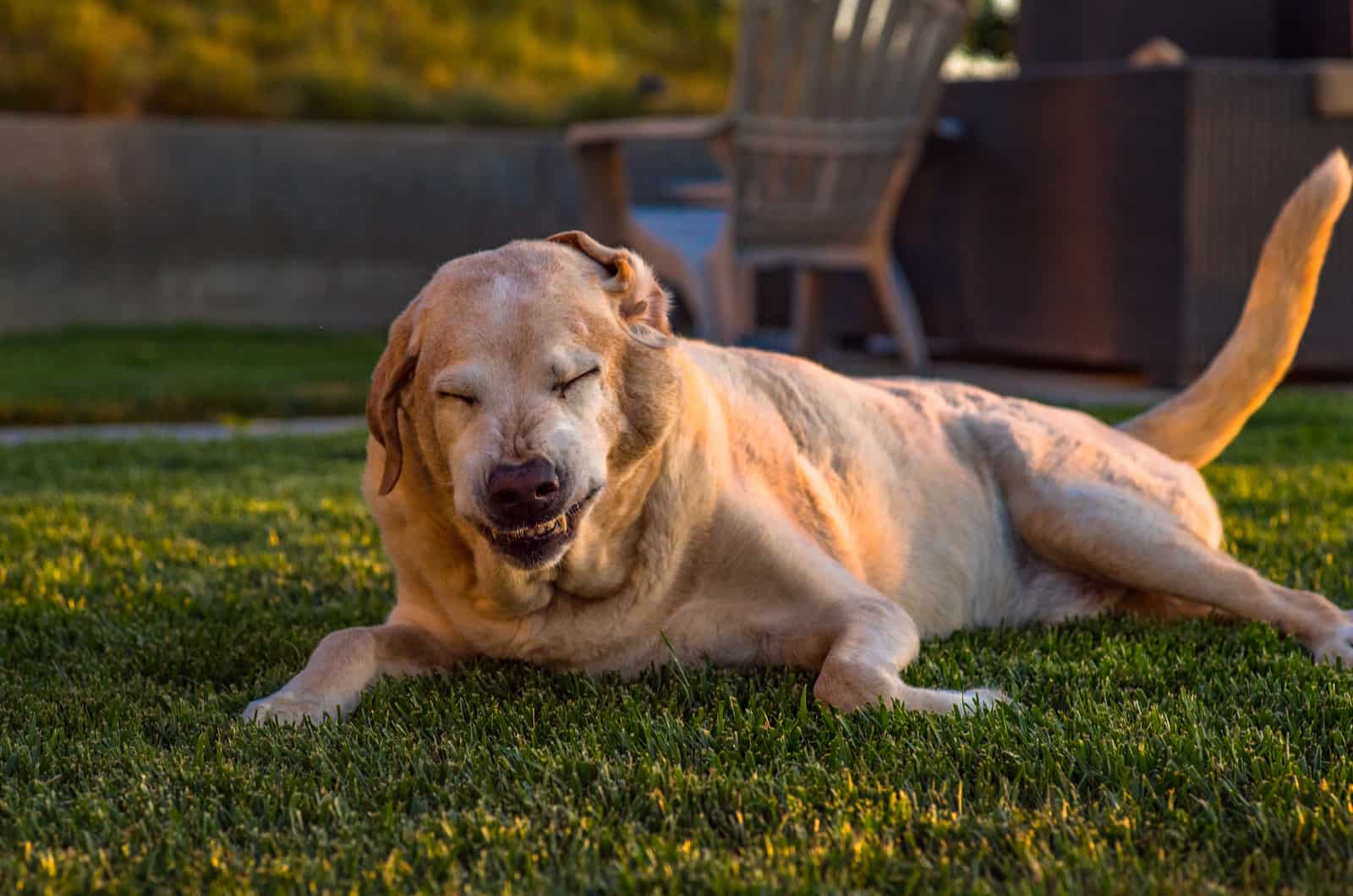 perro acostado afuera sobre el césped