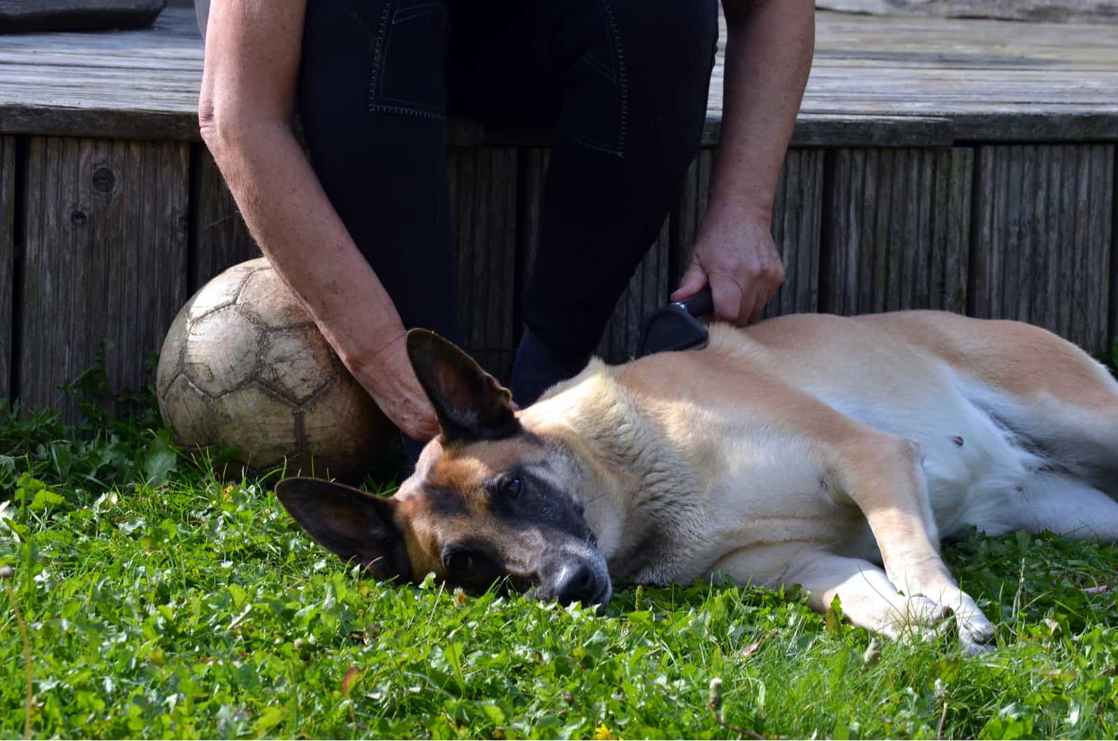 perro acostado mientras su dueño lo cepilla