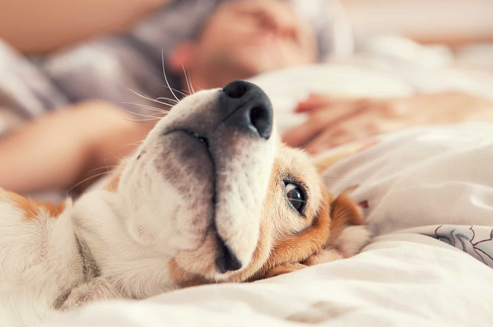 perro acostado con su dueño en la cama