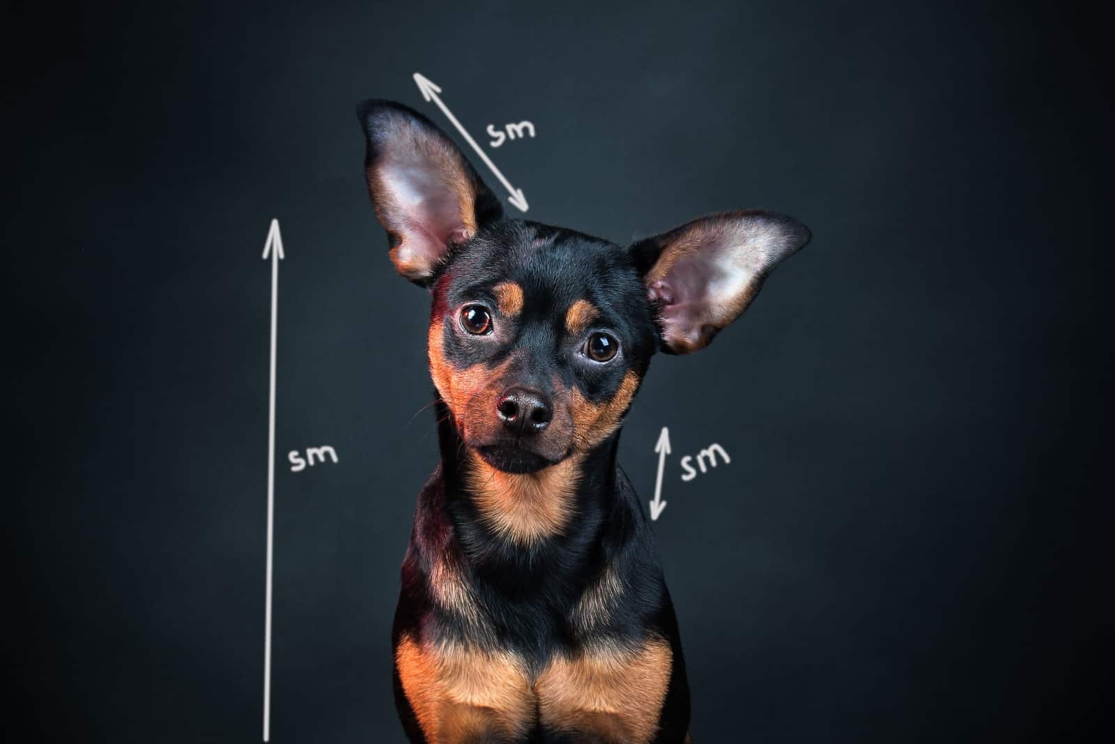 mediciones del perro