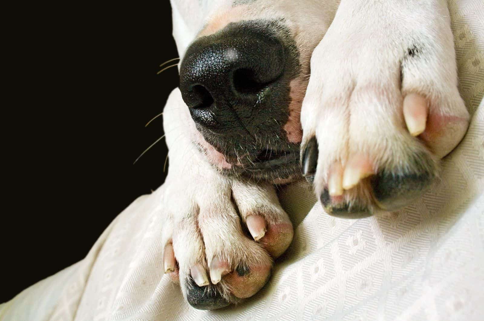 nariz de perro con manchas blancas