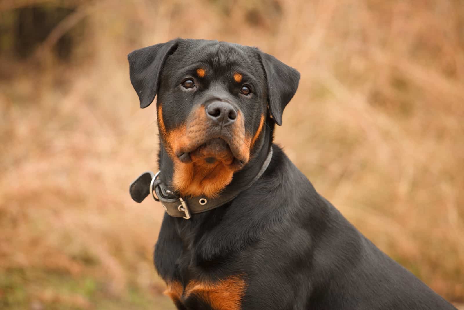 un perro Rottweiler de paseo