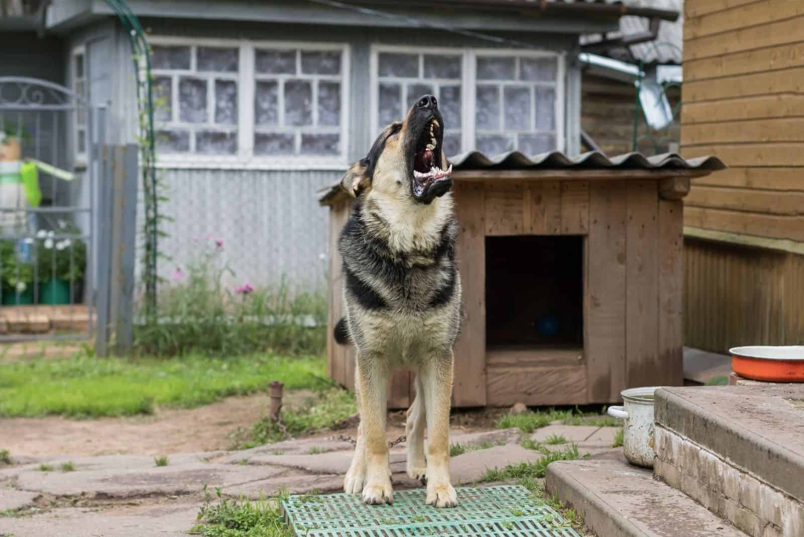 perro encadenado aullando cuidando la casa