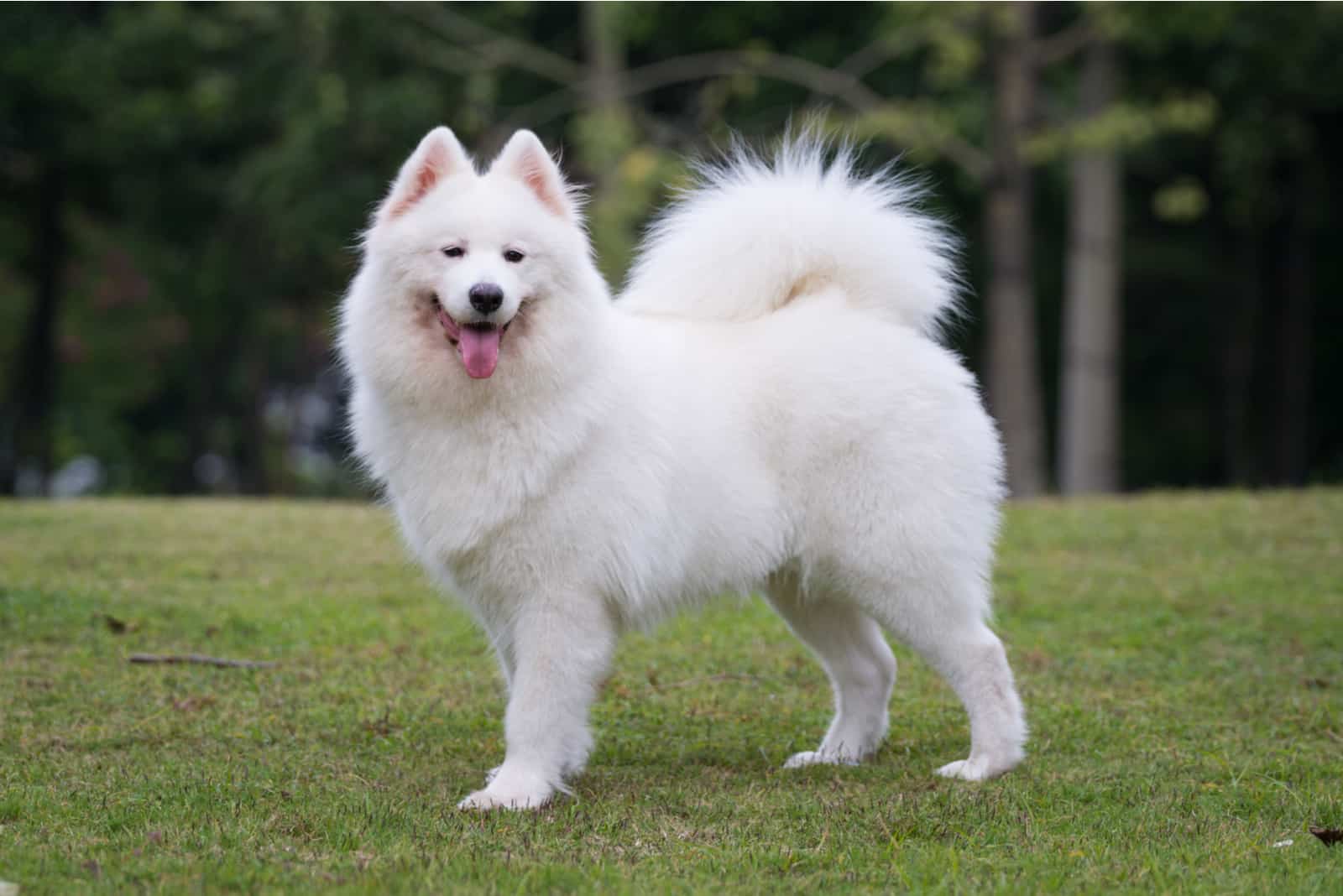 perro samoyedo sobre la hierba en el parque