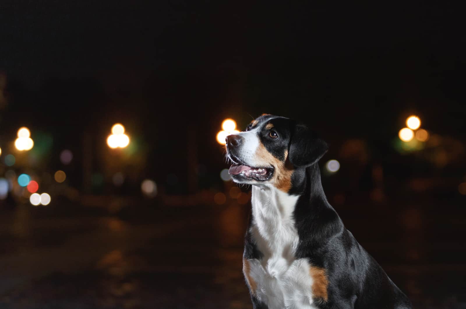 perro afuera durante la noche