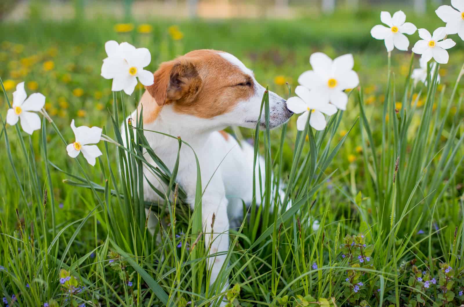 perro afuera en flores