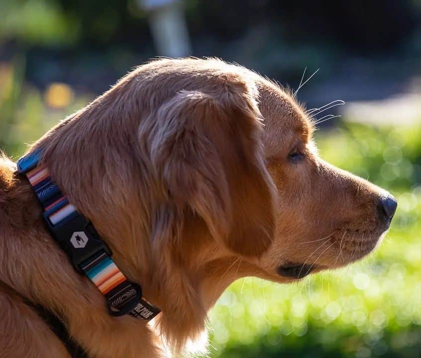 perro afuera mirando hacia otro lado