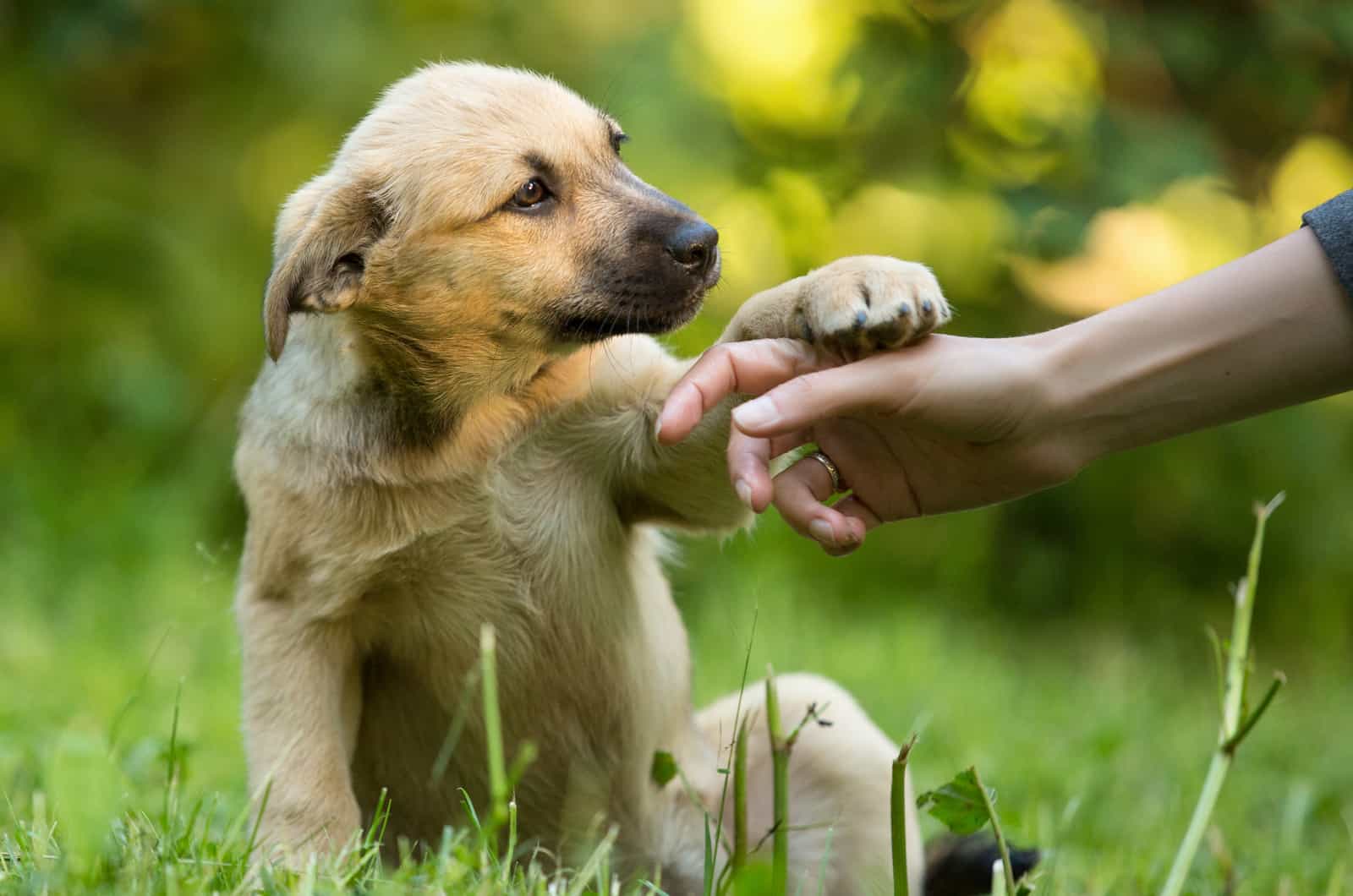 perro con la pata en la mano del dueño