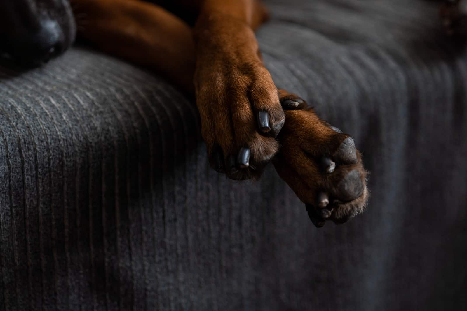 patas de perro en cama oscura