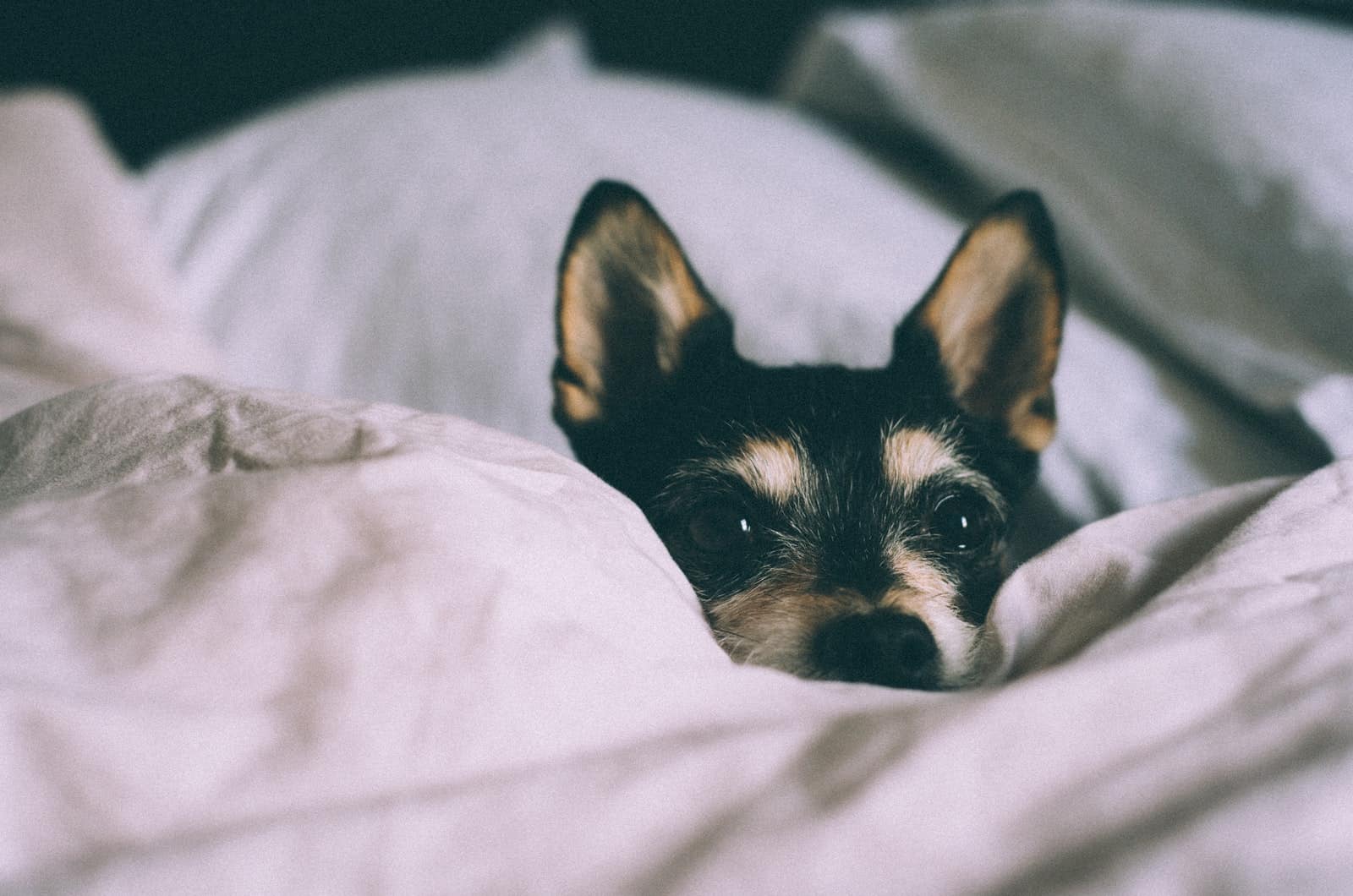 perro asomándose por una manta
