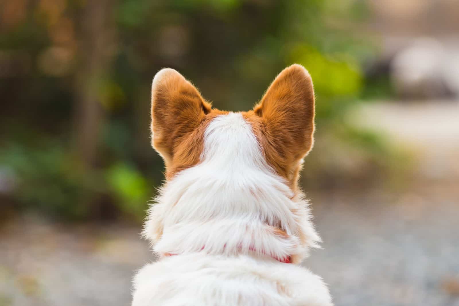 perro fotografiado desde atrás