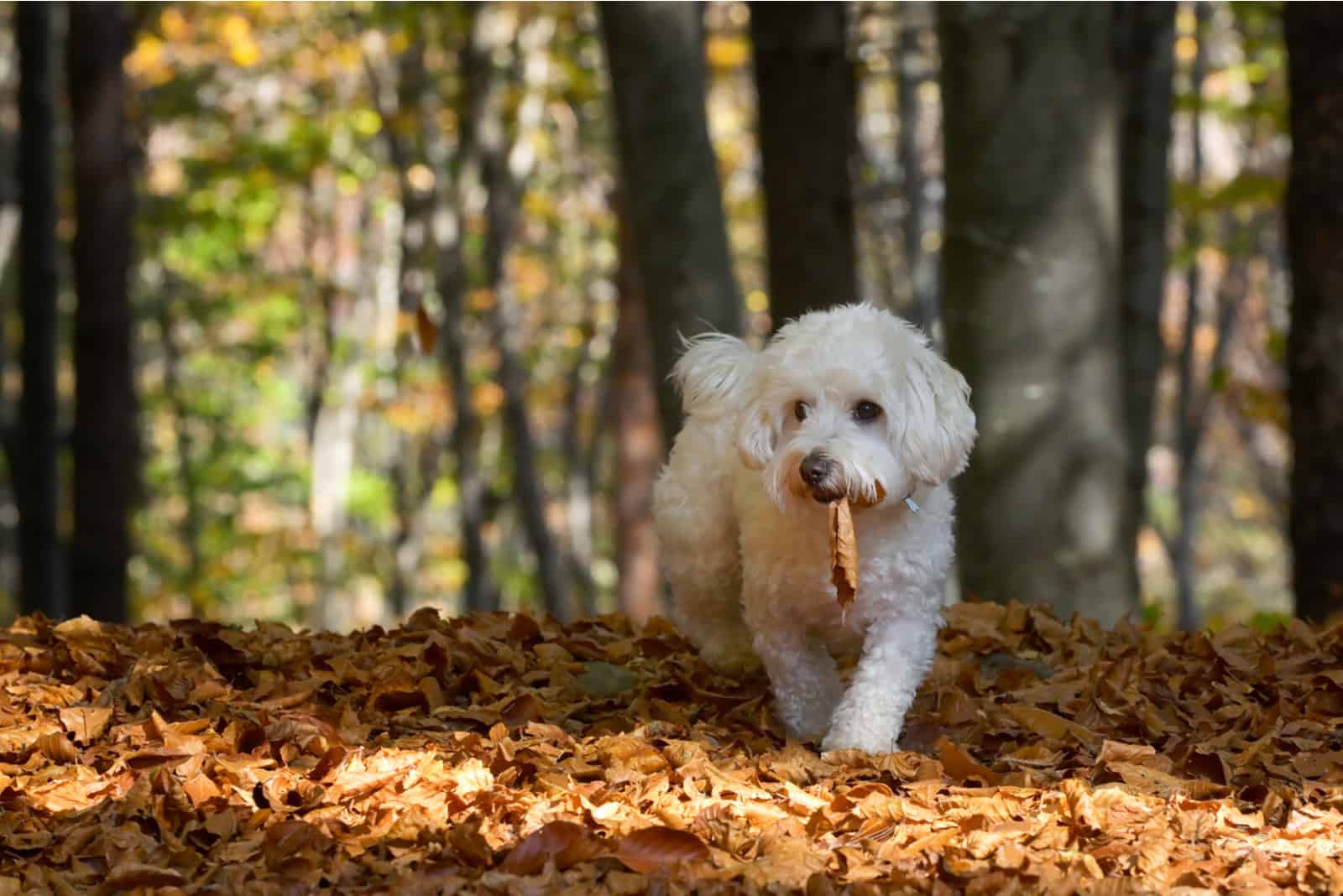 perro jugando con hojas en el bosque