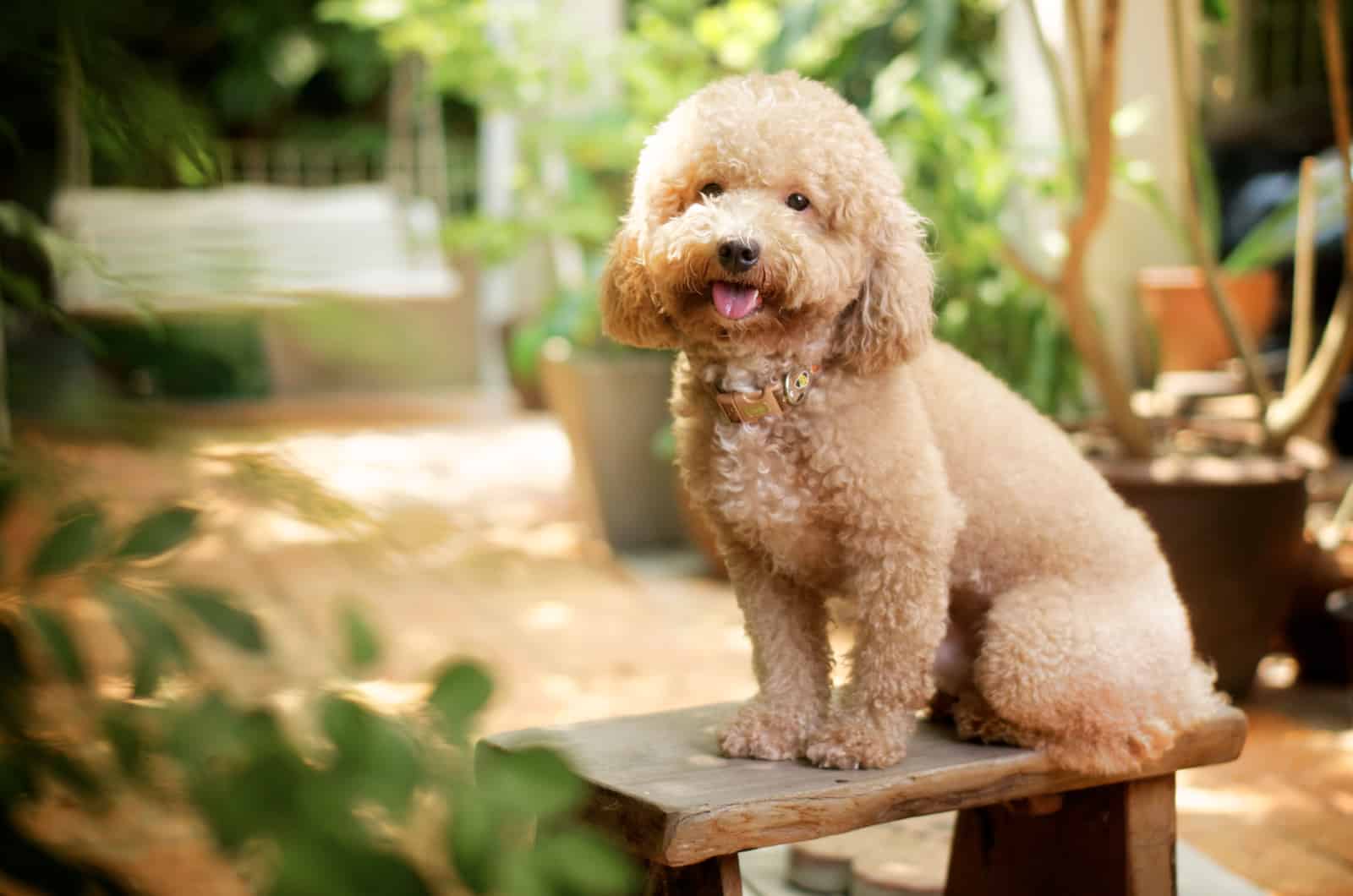 perro poodle en el jardín