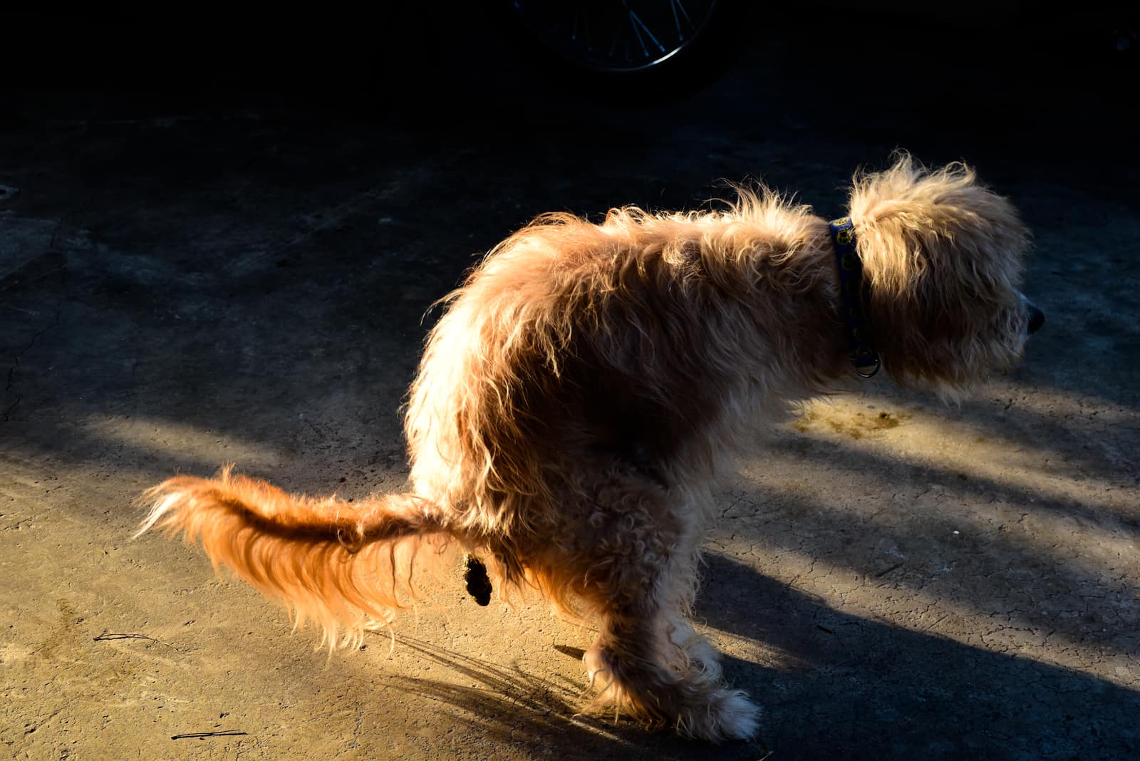 perro haciendo caca en la oscuridad