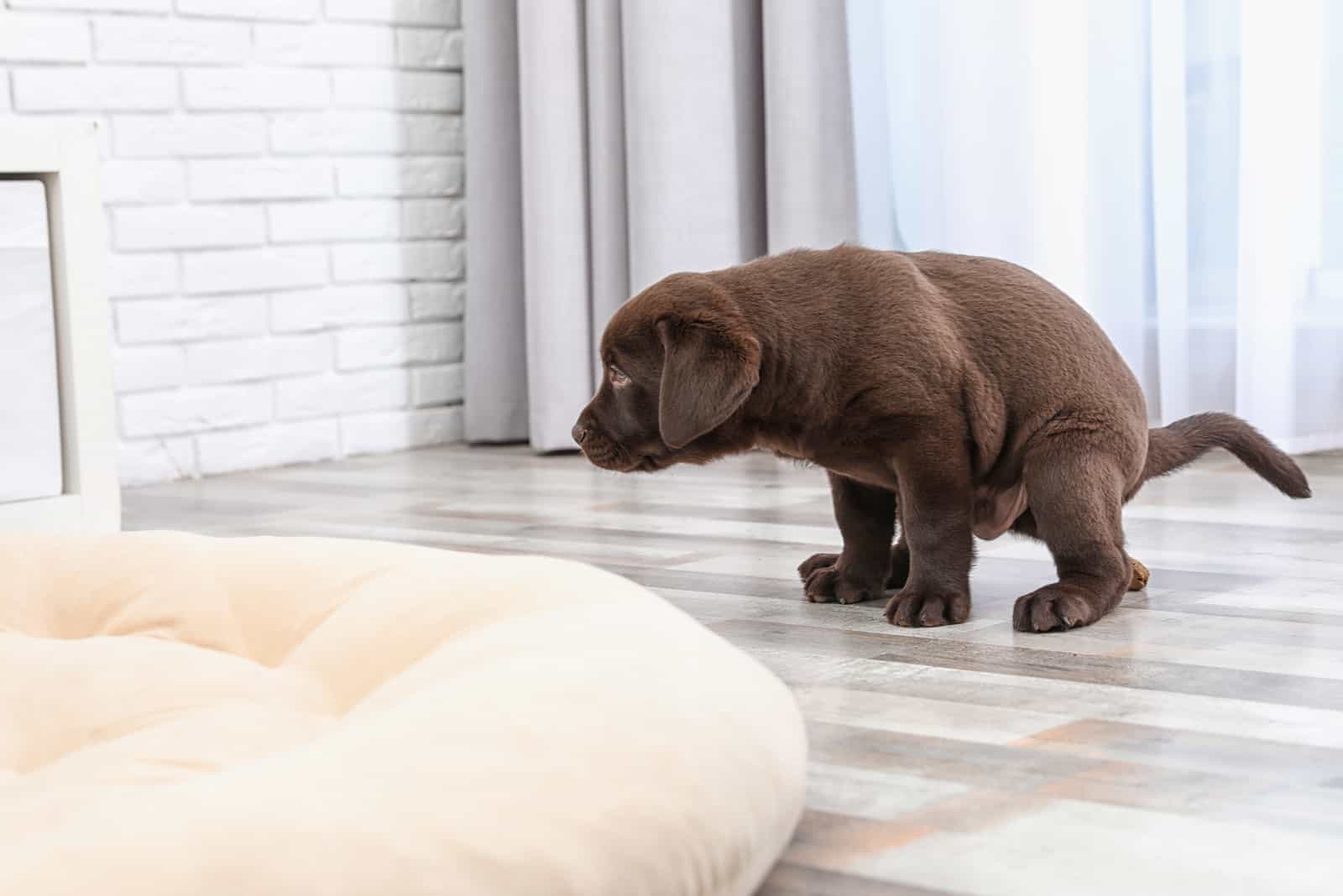 perro haciendo caca en el suelo dentro de la casa