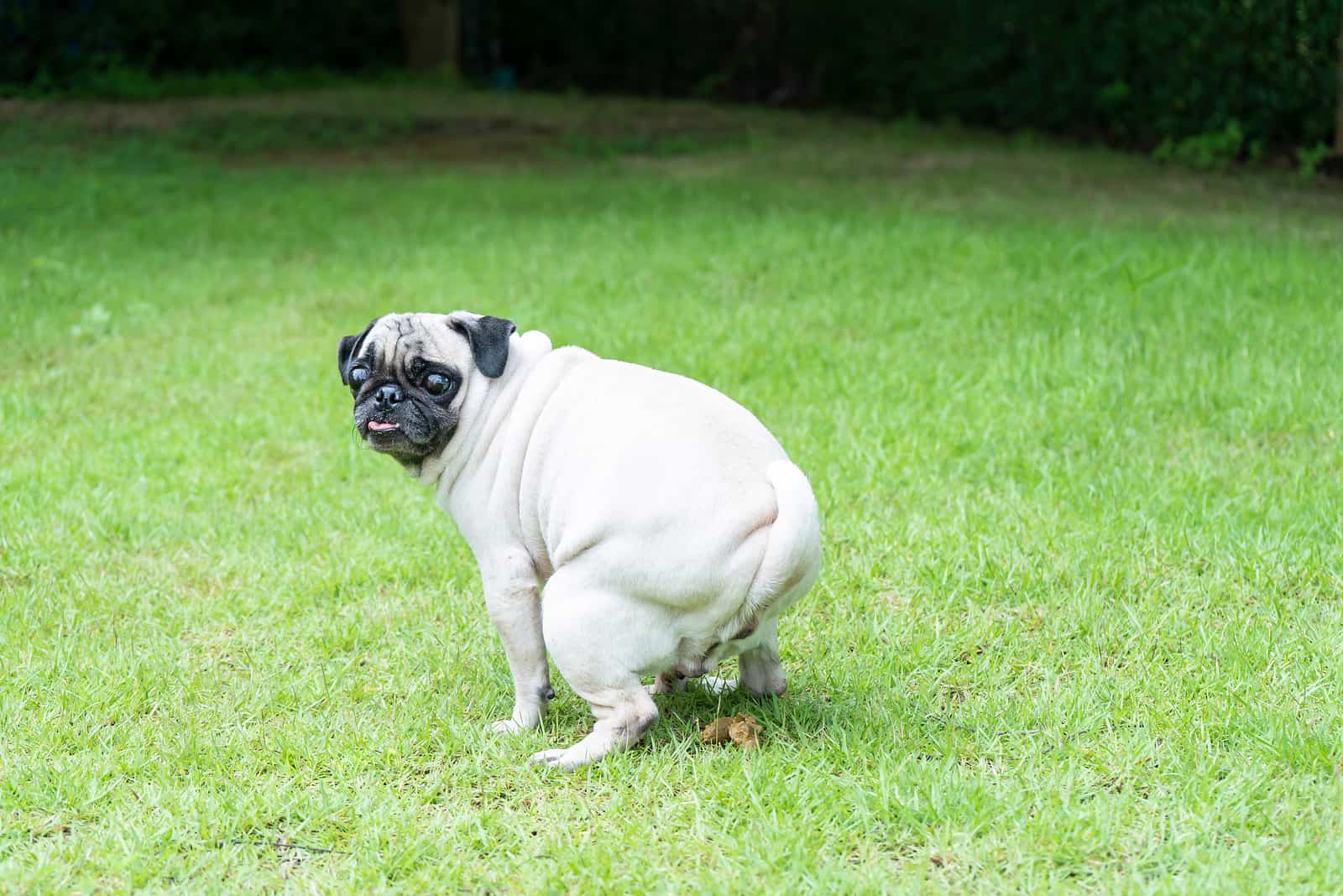 perro haciendo caca en el pasto