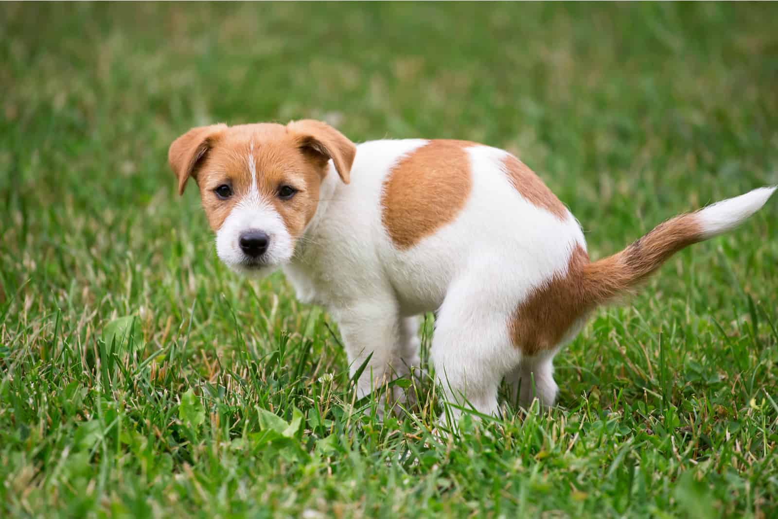perro haciendo caca afuera