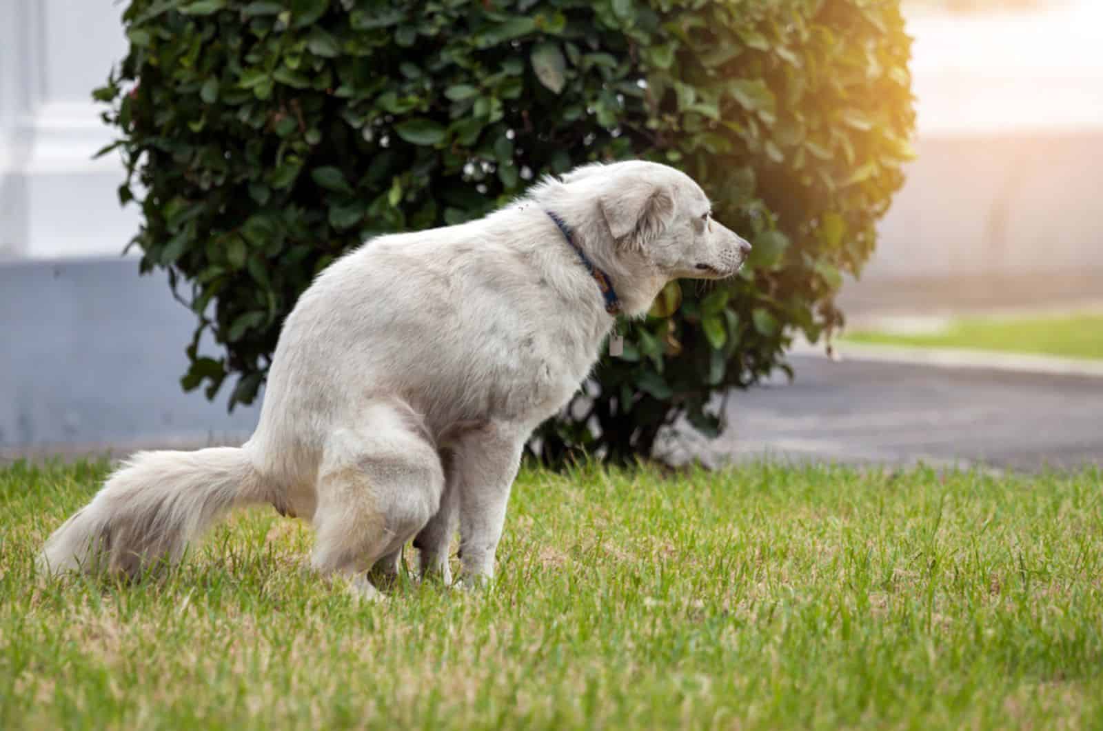 perro haciendo caca en el césped