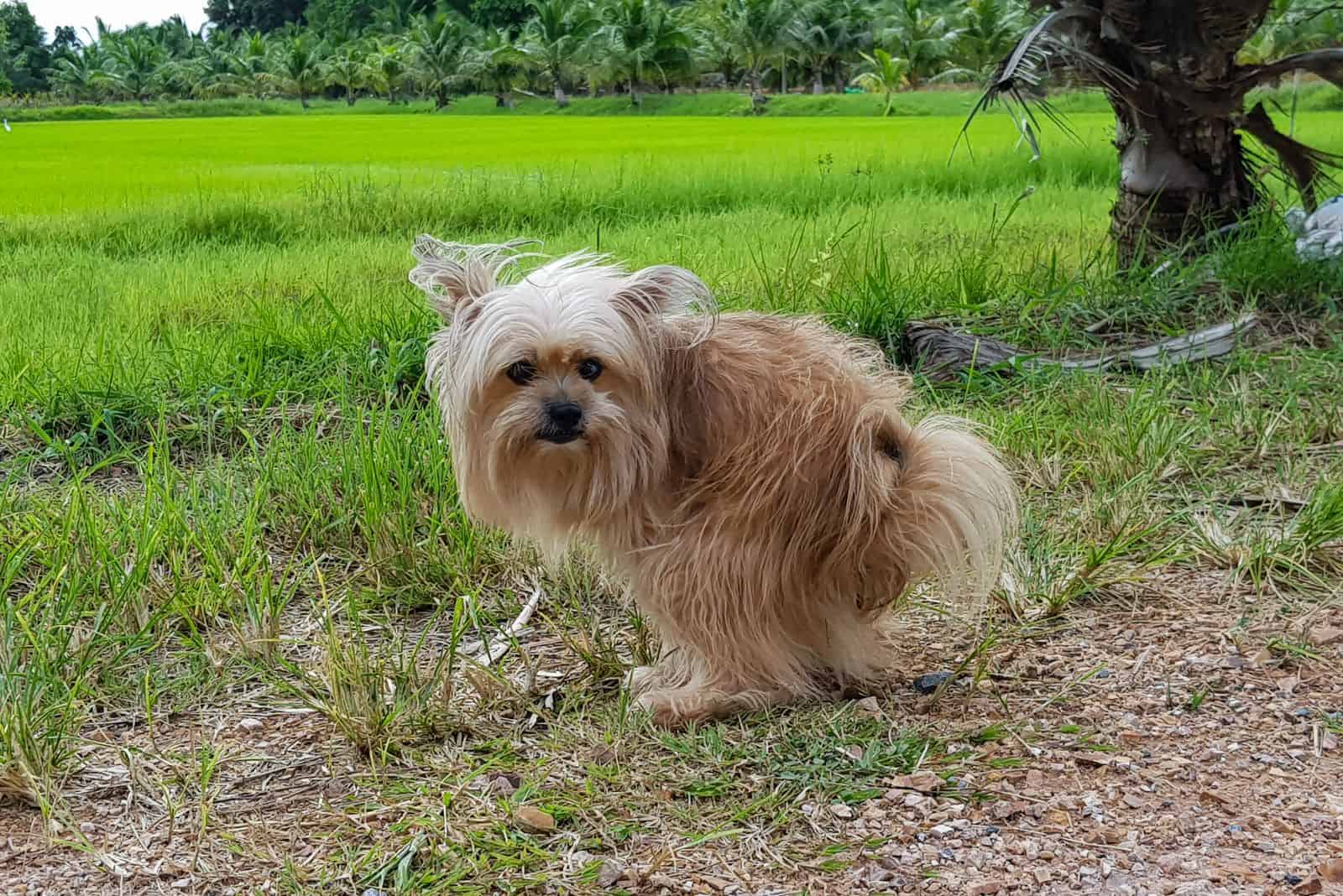 el perro defeca al aire libre