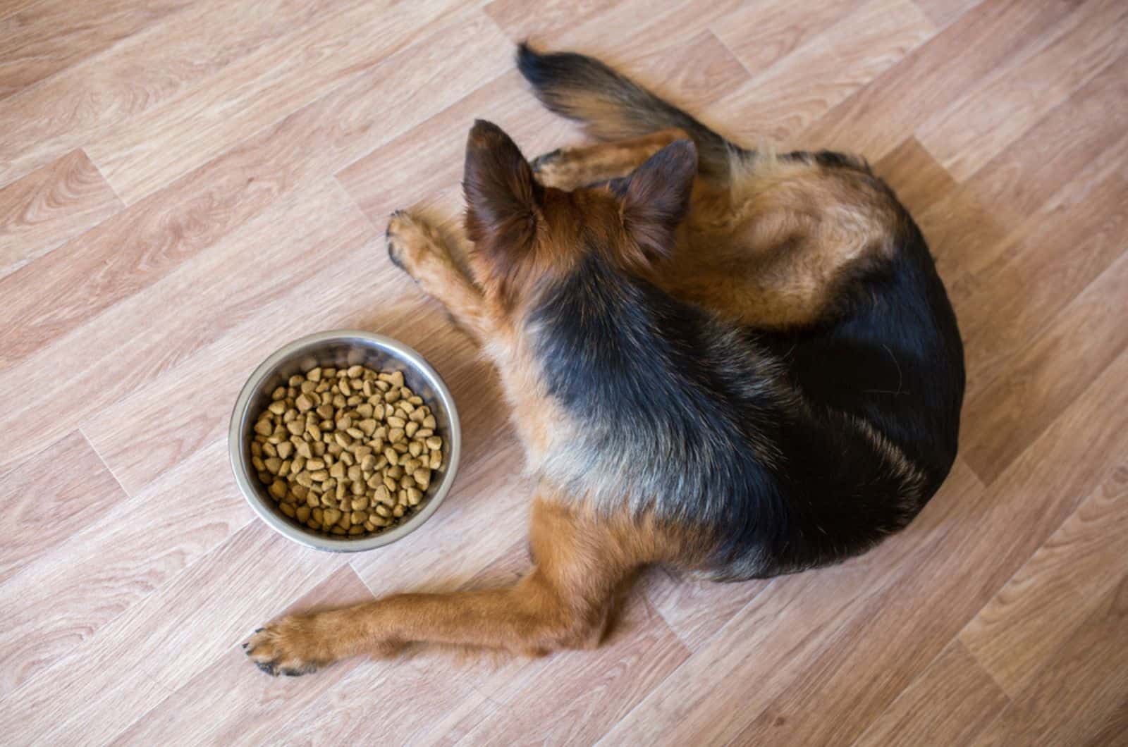 perro se niega a comer alimentos secos