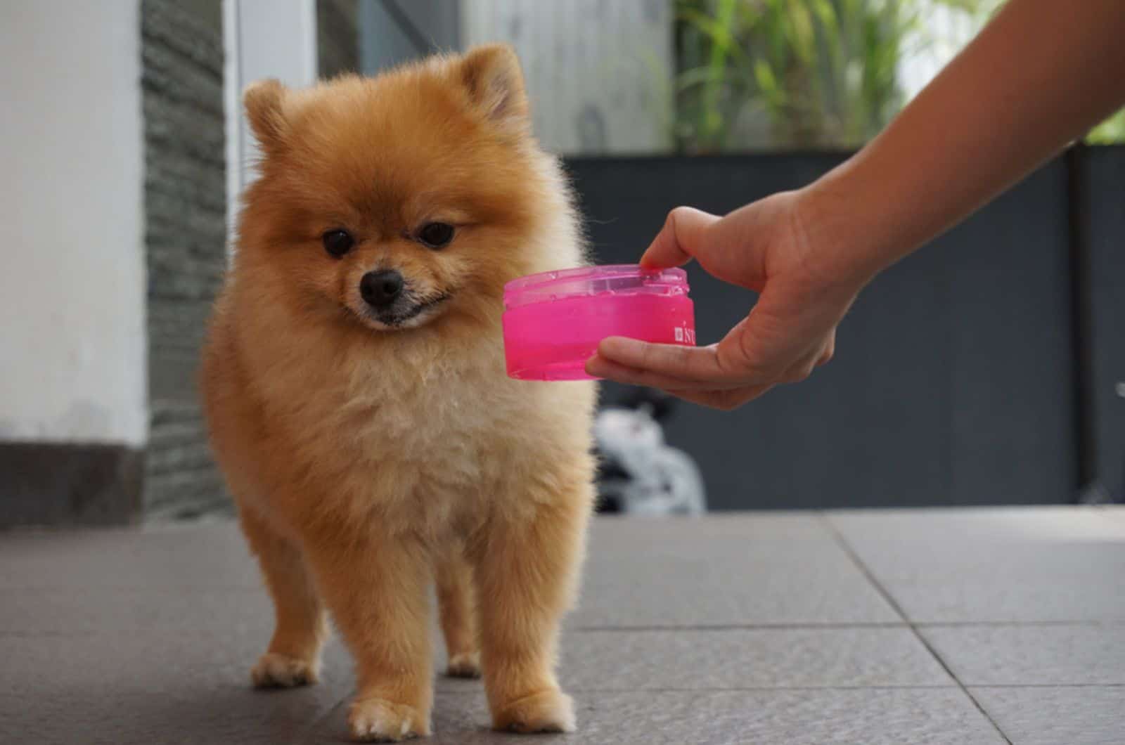 perro se niega a beber agua