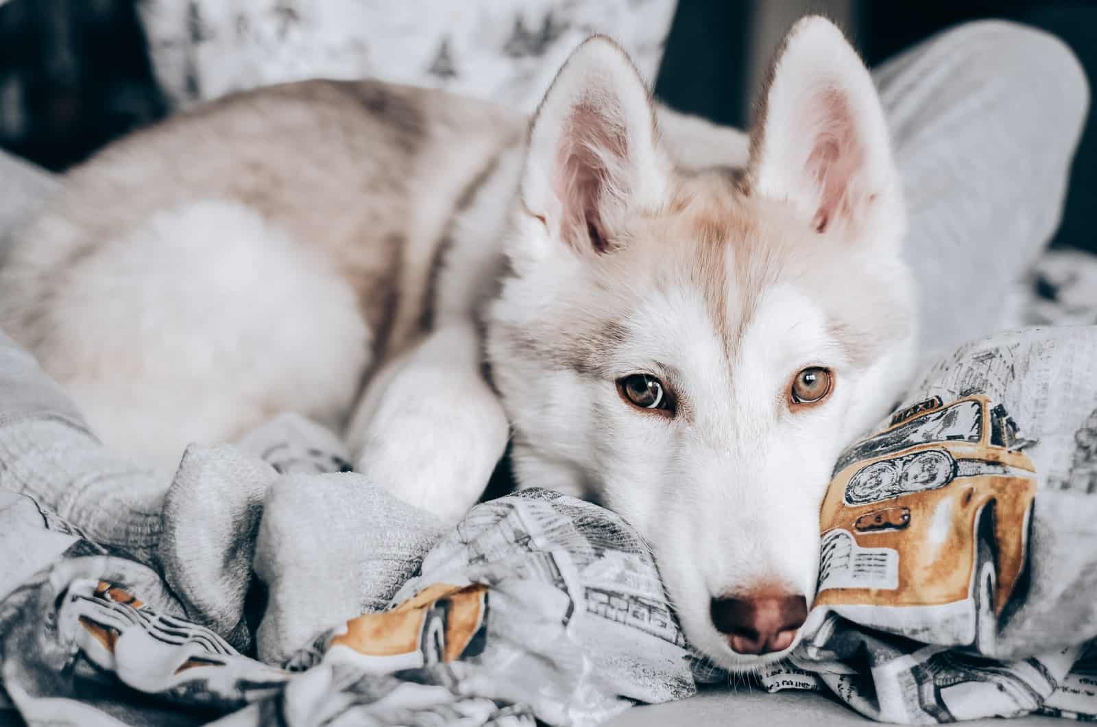 perro descansando en una manta