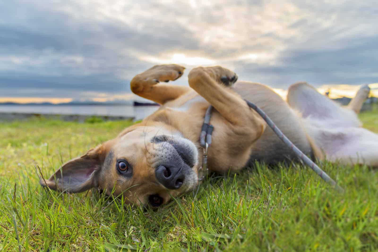 perro rodando en la hierba