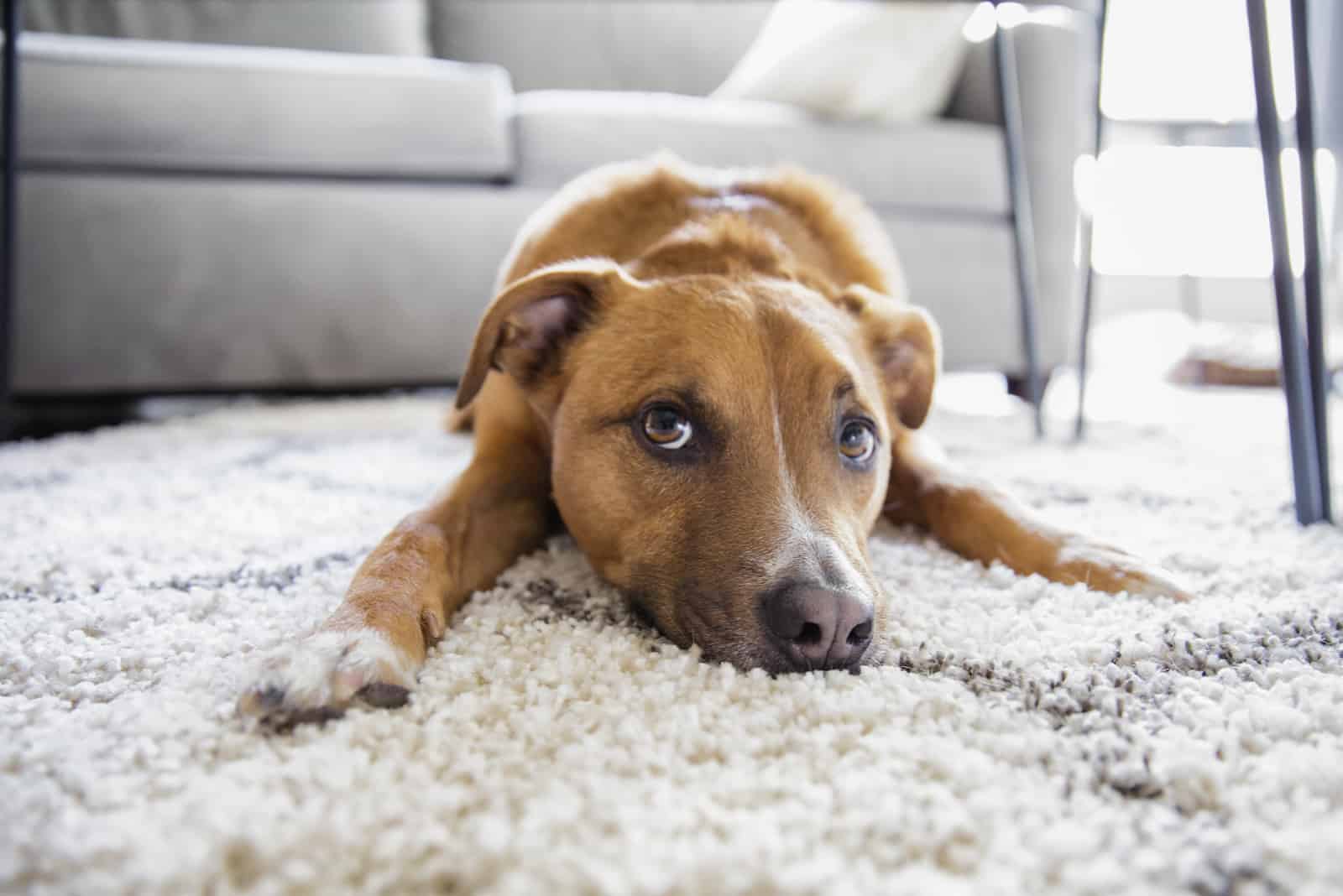 Perro frotando la cara en la alfombra