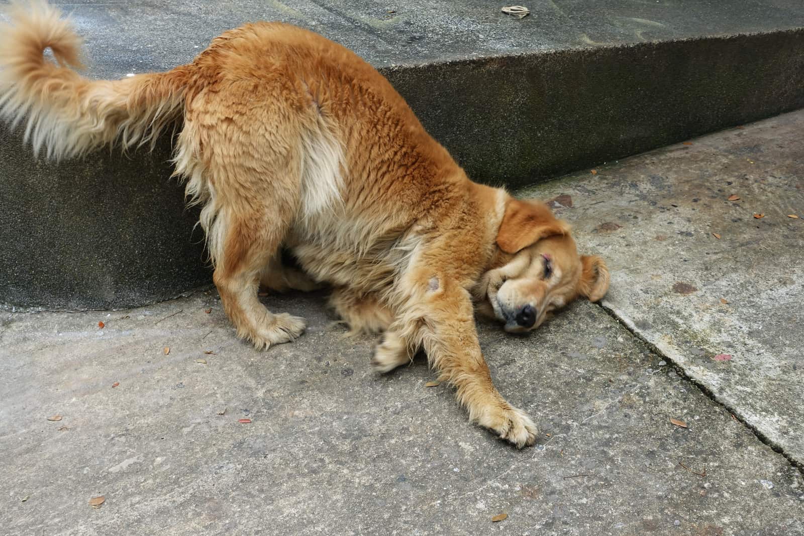 Perro frotando la cara en el suelo