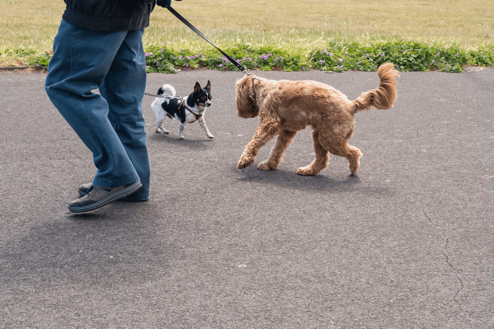 perro con correa