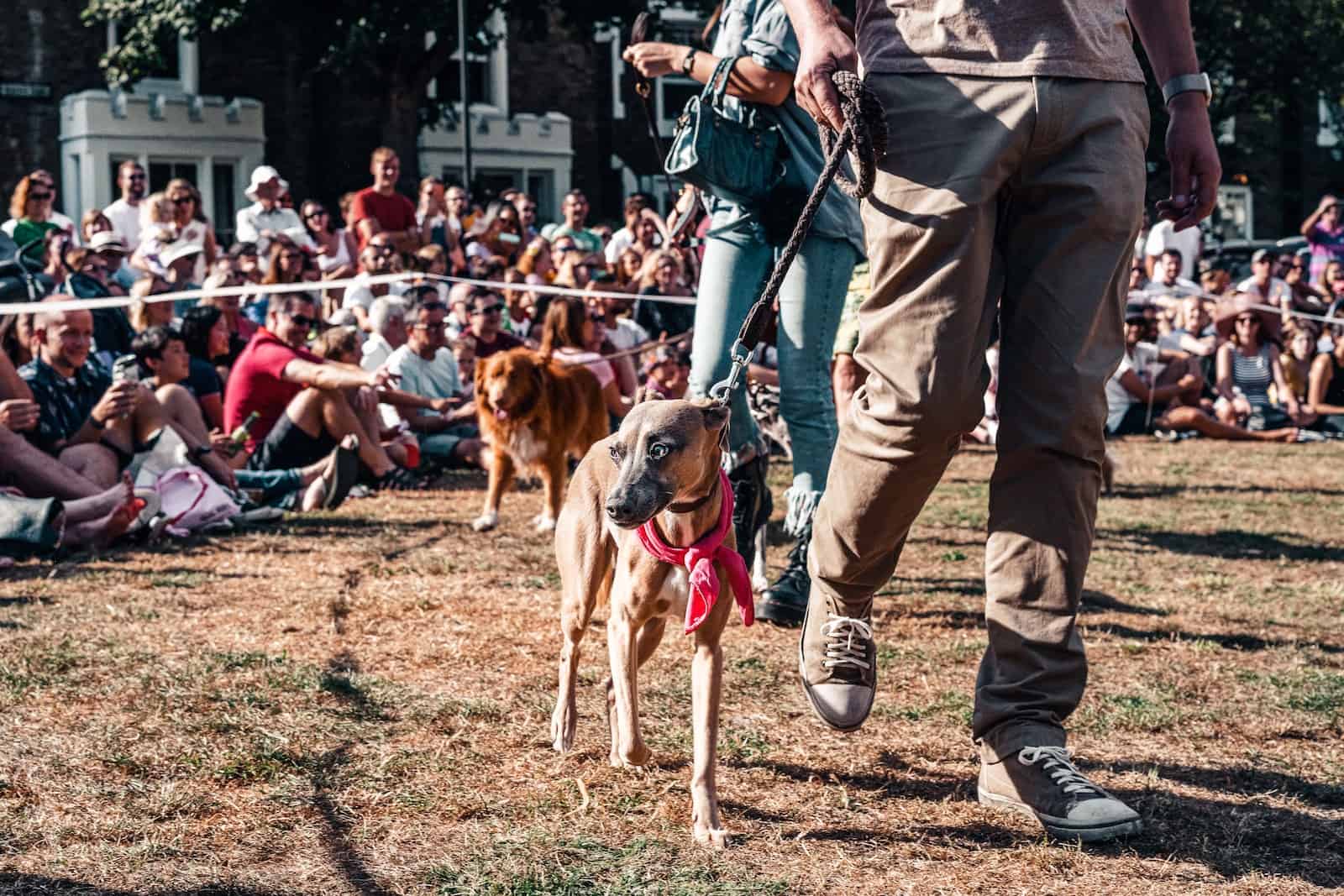 concurso de perro