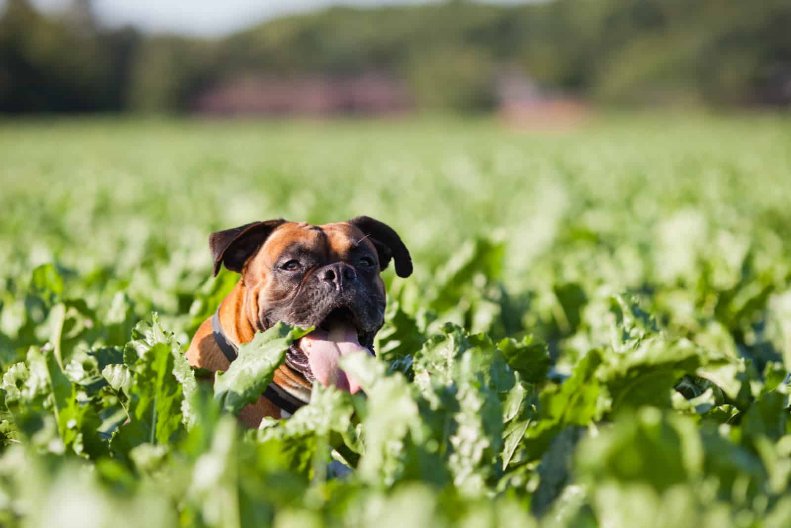 perro sentado en un campo de nabos