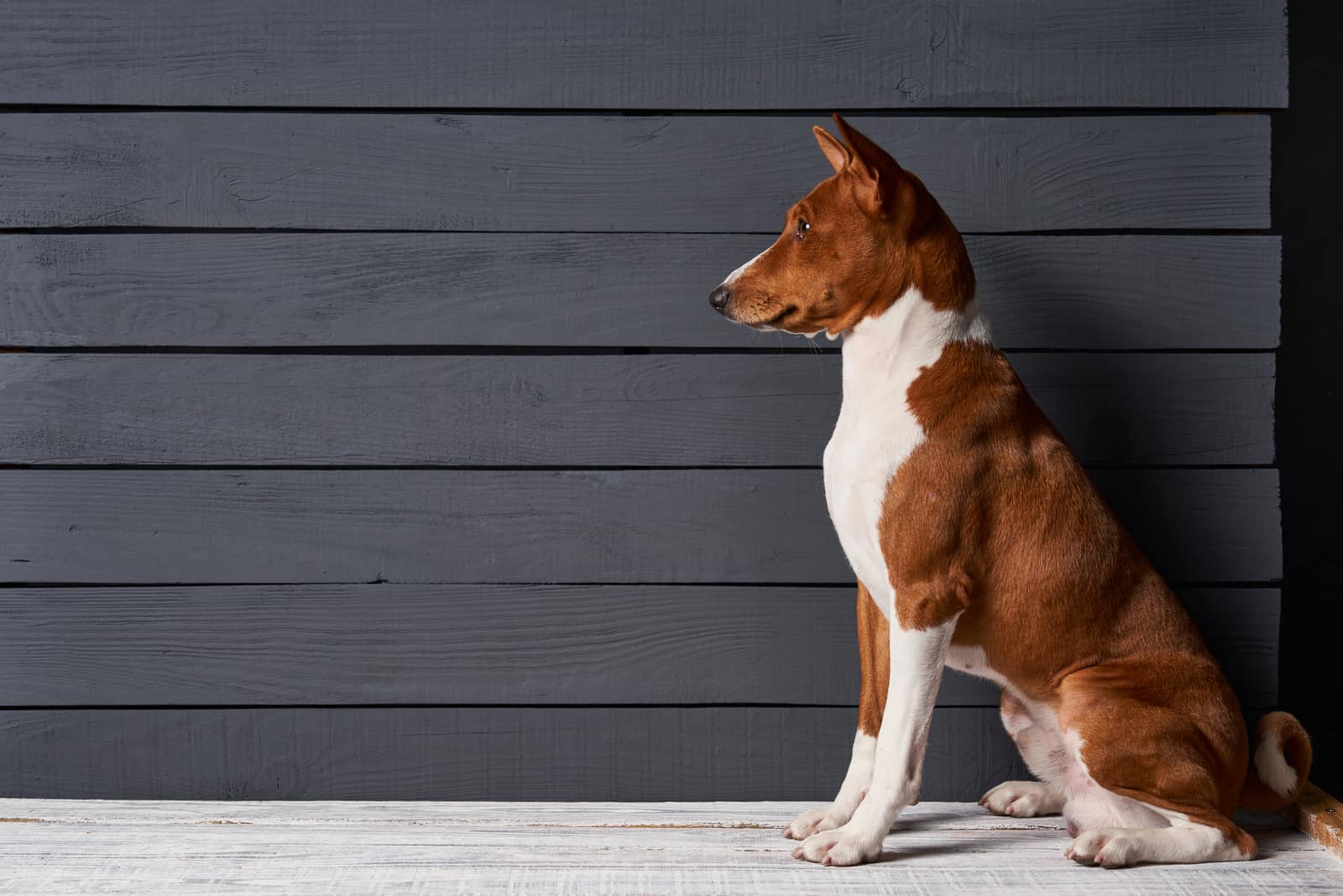 perro sentado mirando al vacío