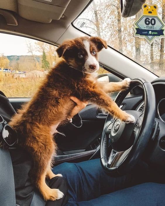 perro sentado en el regazo del dueño en el auto