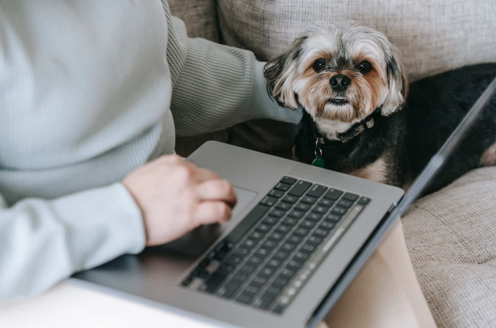perro sentado en el sofá junto a una computadora portátil