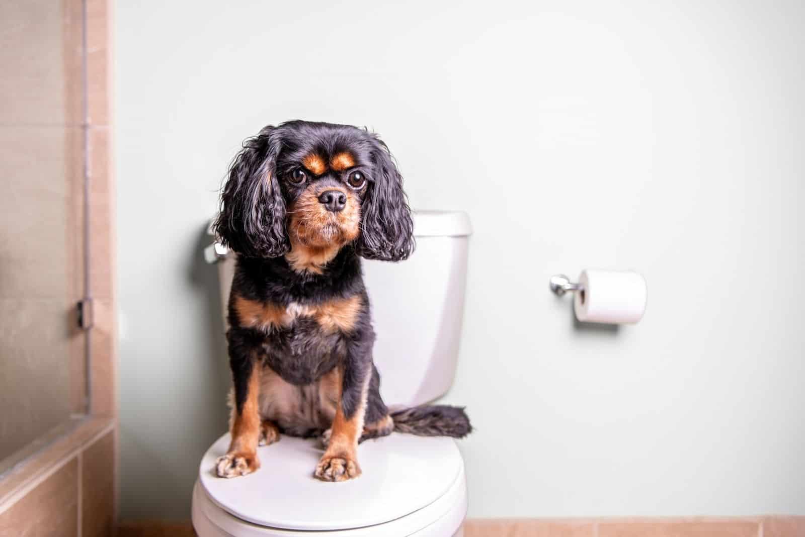 perro sentado en el inodoro con un papel higiénico al lado